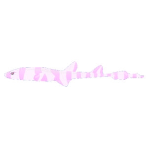 Albino Stripe Cat Shark